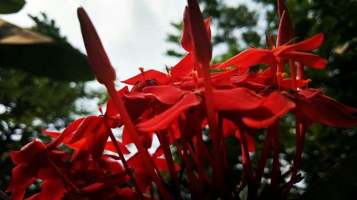 chethi flower