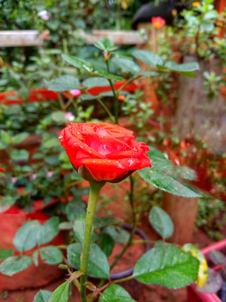 #rose