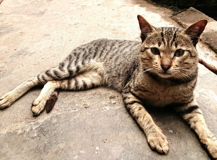 My cat.
