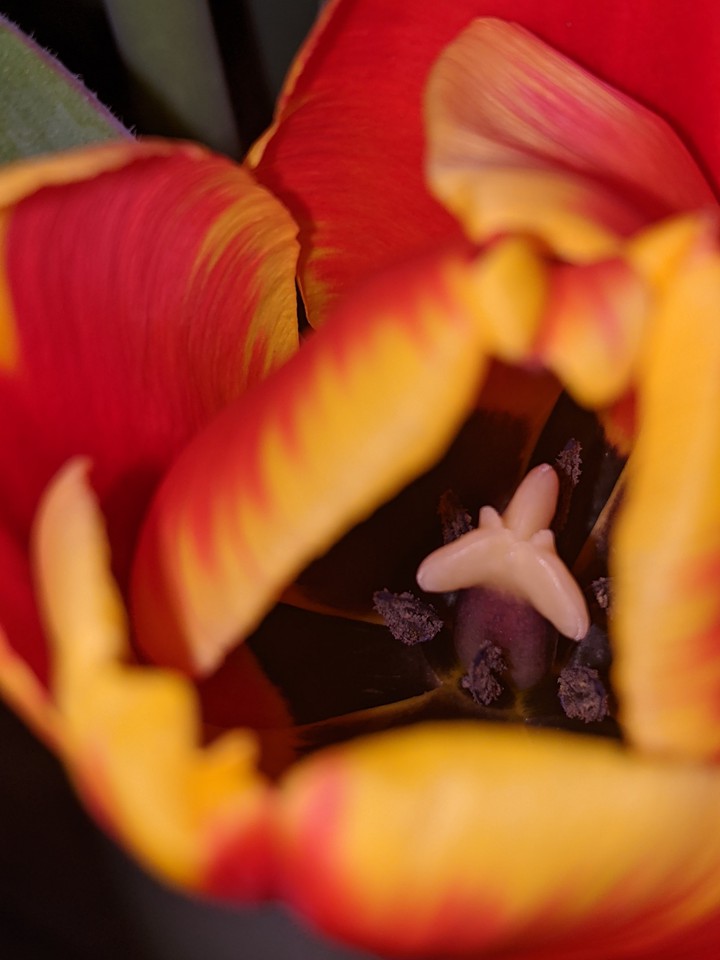 Tulpe ? von innen