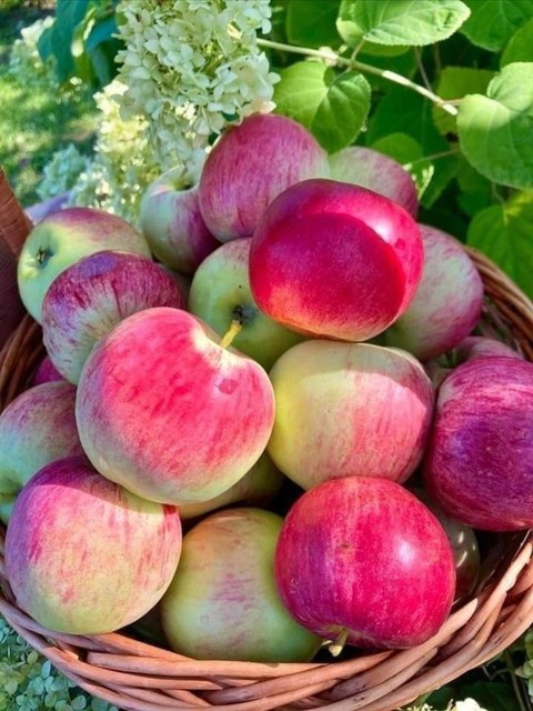Red, Apple, Green