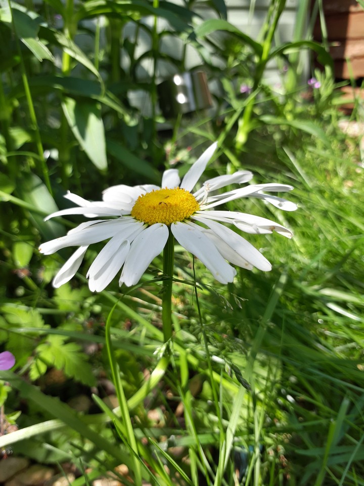 Daisy