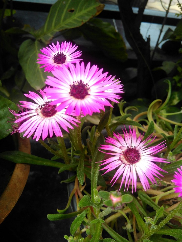 indian flowers