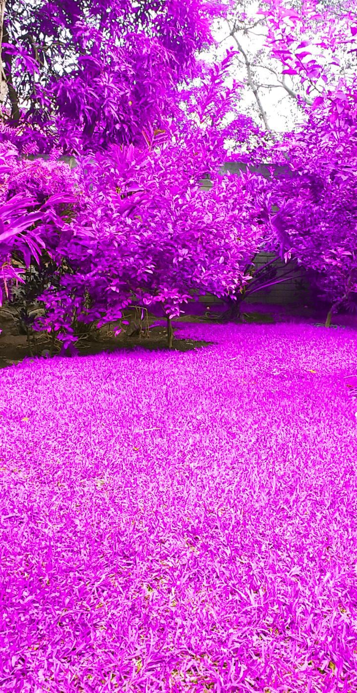 colorcito por un día