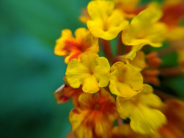 yellow flowers