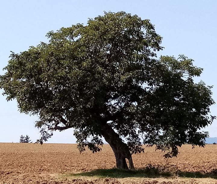 Arbre incroyable !