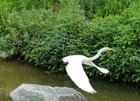 비상