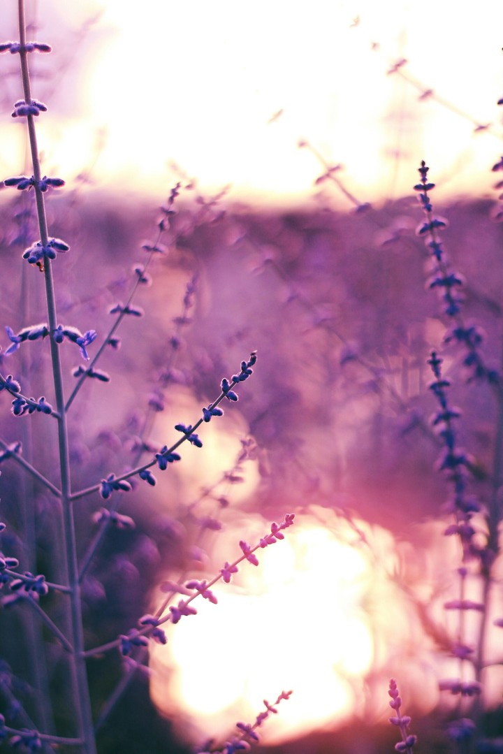 Lovely Lavender