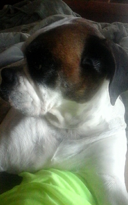 pupperzzz