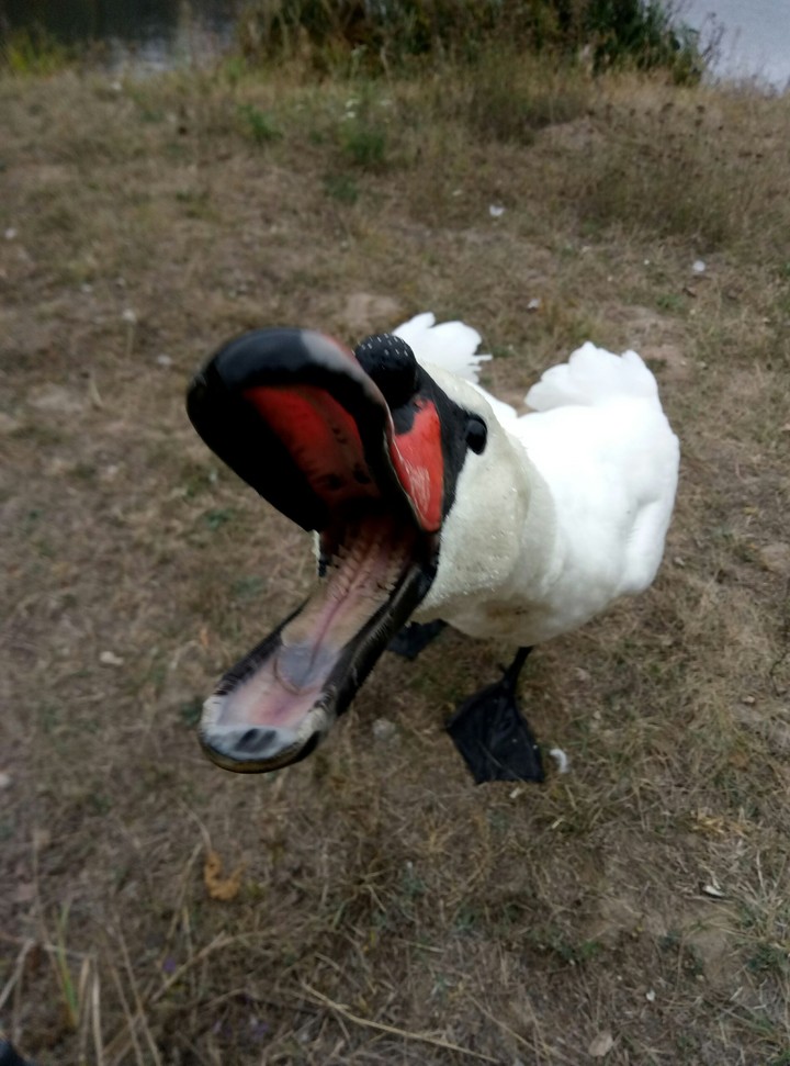 лебідь воїн
