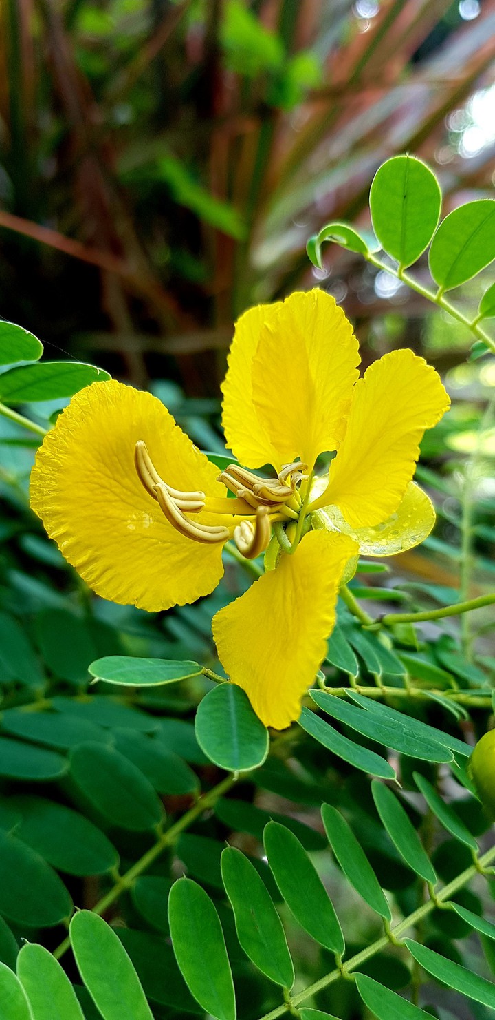 Ranawara Flower