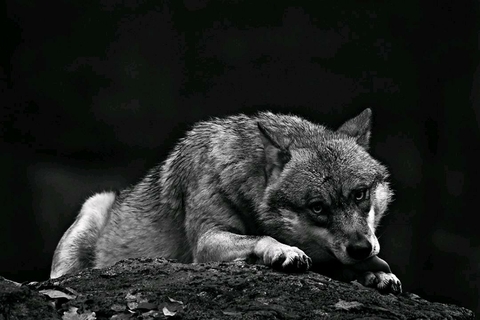 rest and watch