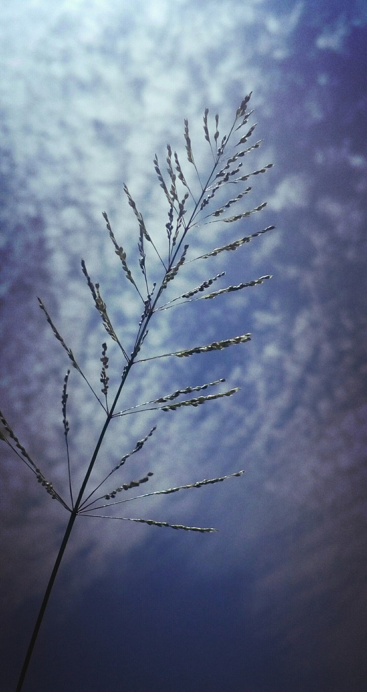 small grass gives large appearance