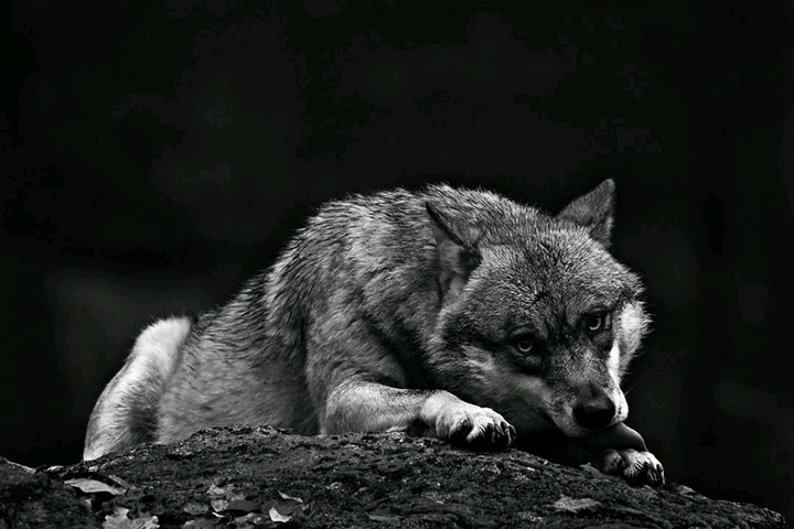 rest and watch