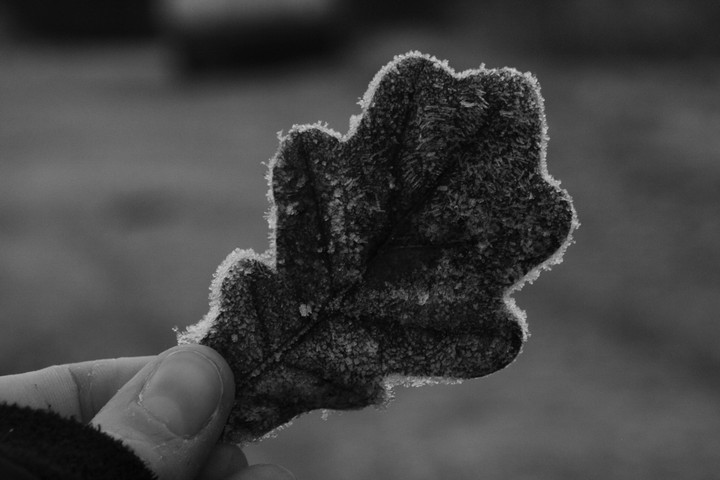 Blatt im Winter