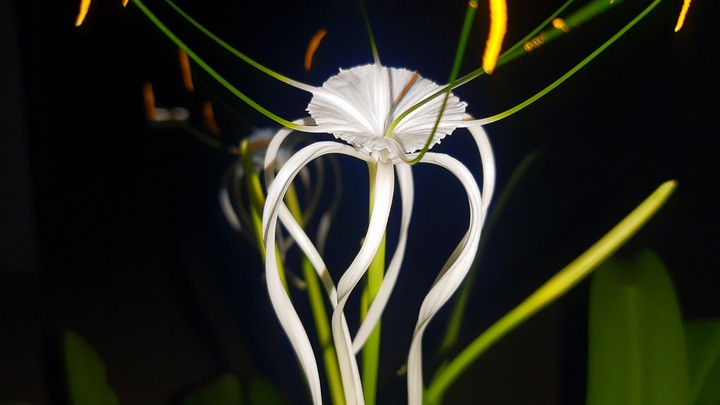 flor branca