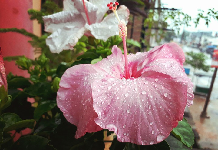 Flower.. 