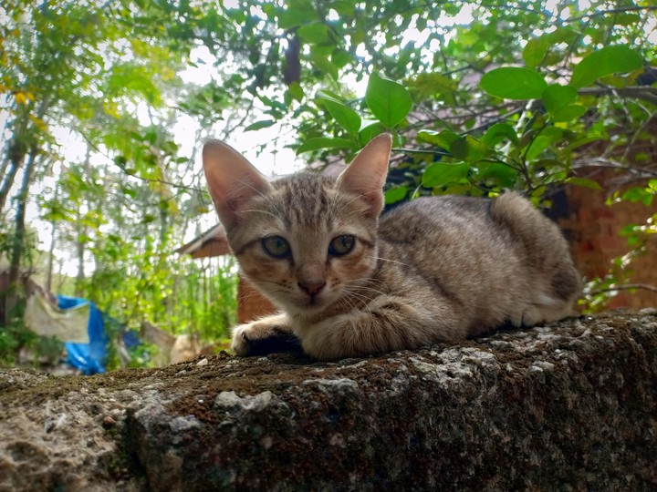 cat