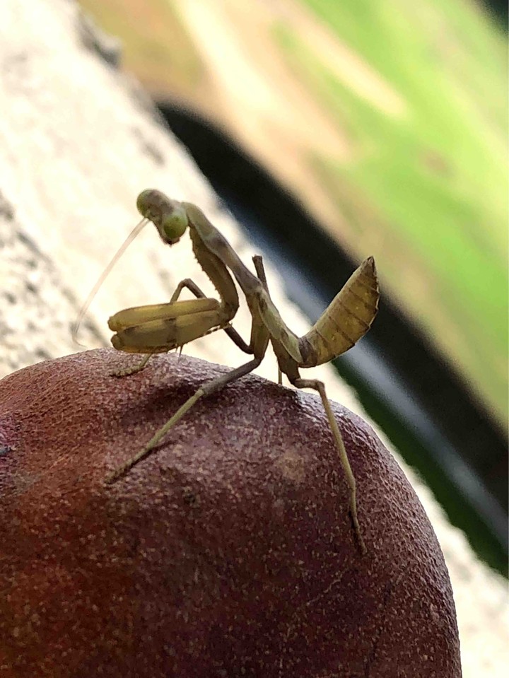Praying Mantis