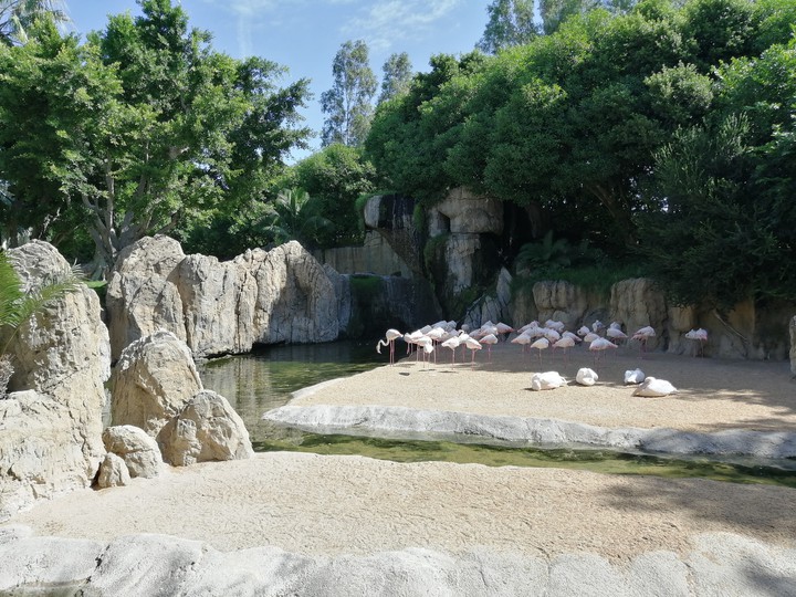 Фламинго