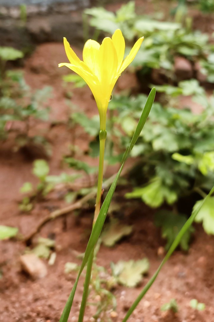 yellow lillies