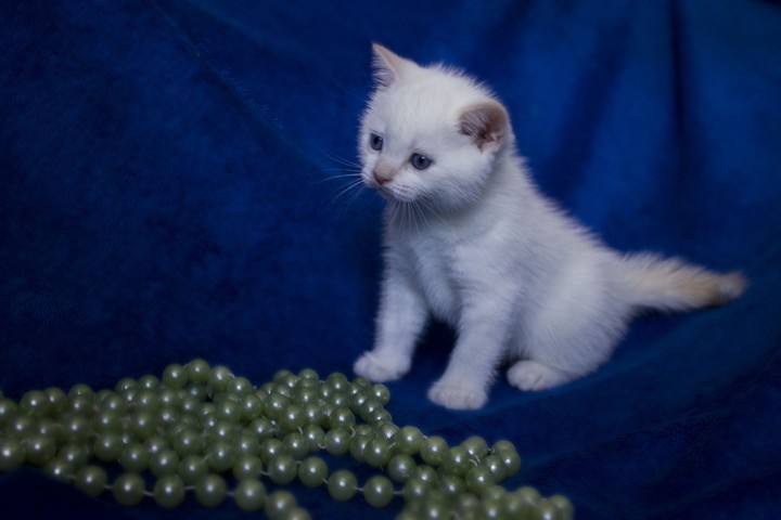 cat