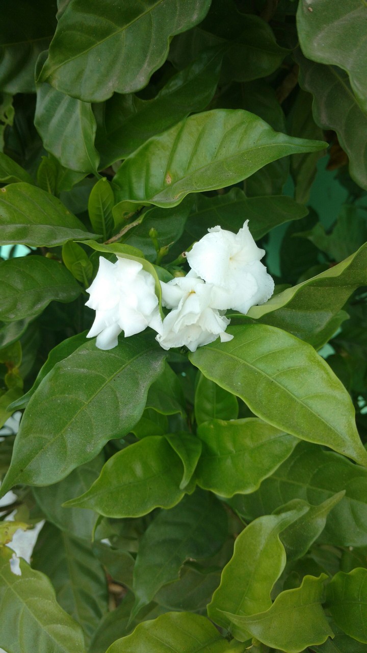 White flowers