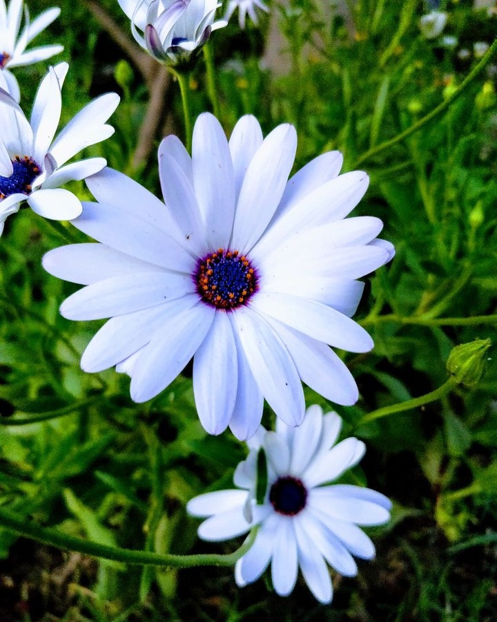 #op5 #click 