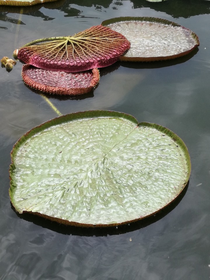 Lily pond
