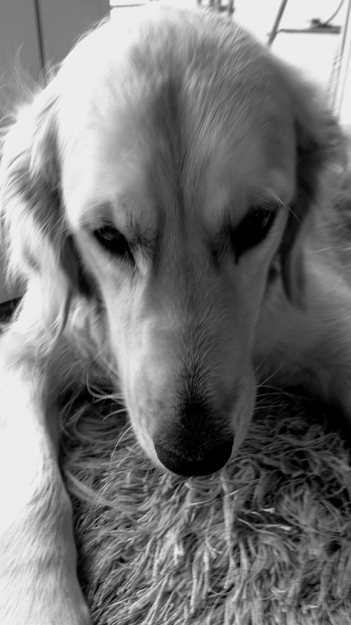 Sad dog