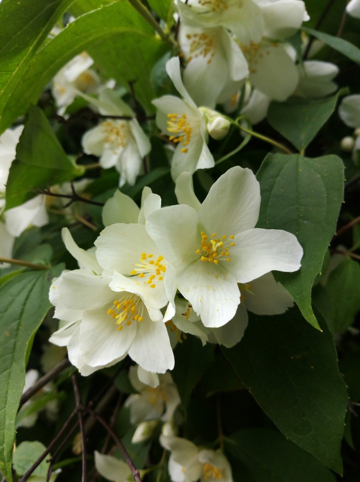 Some flowers