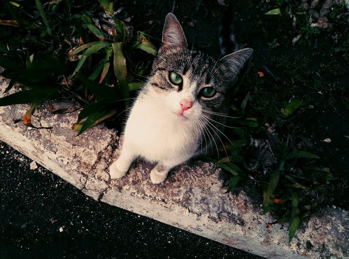 cat