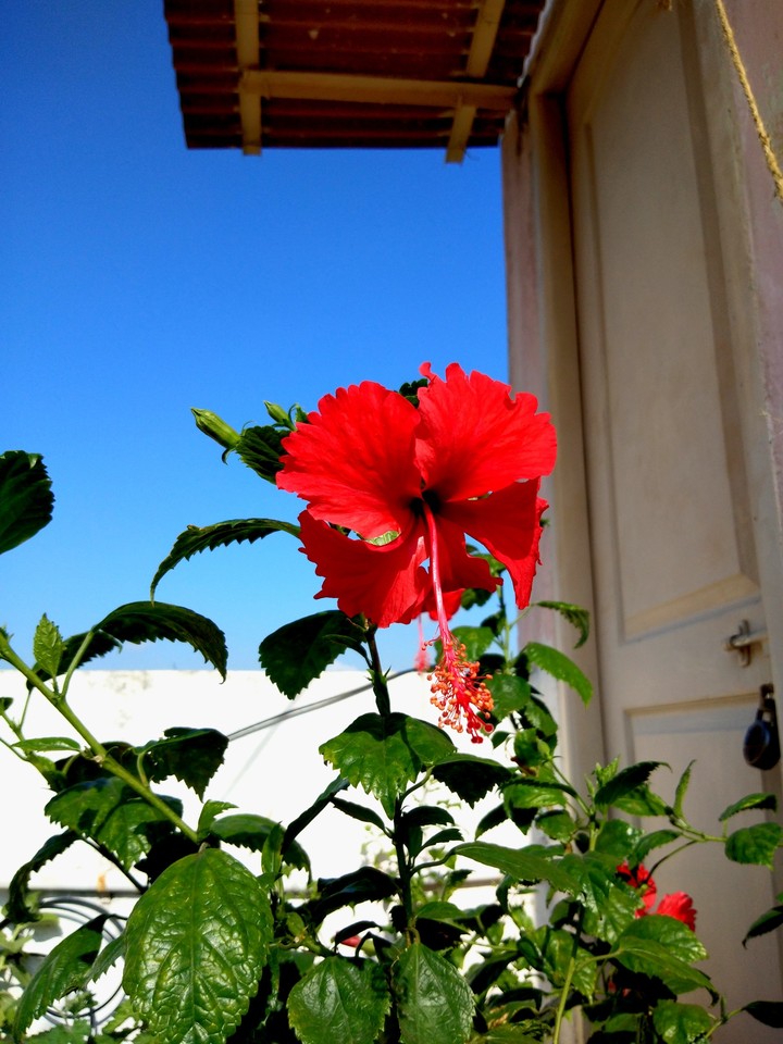 Flower
