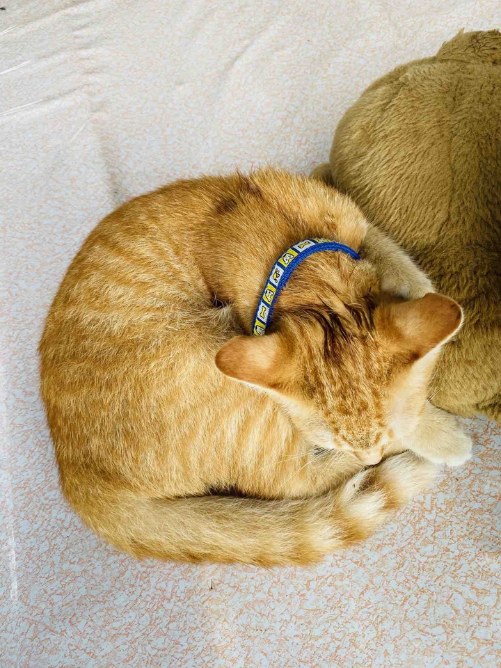 cat
