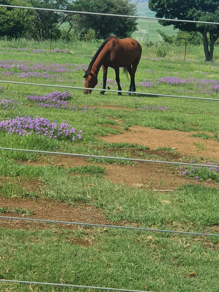 Horse