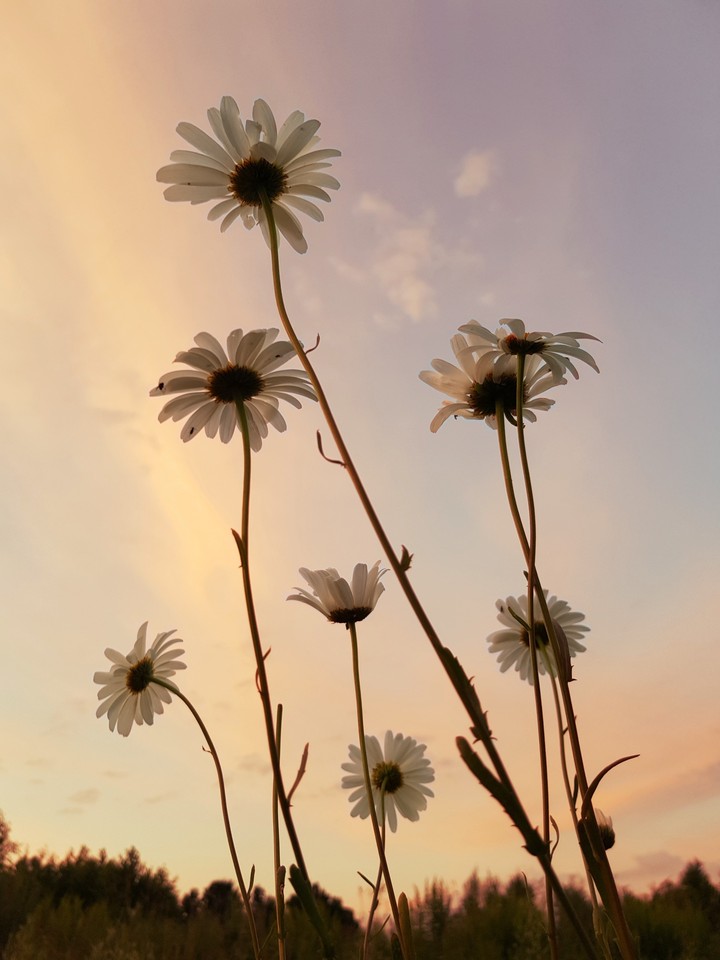 chamomiles