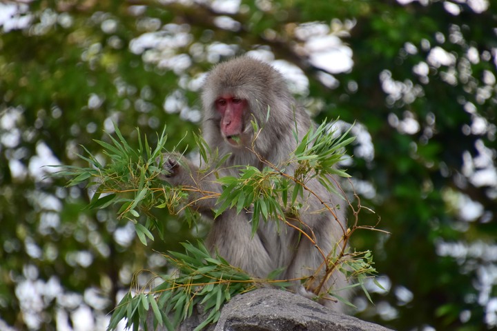 Monkey