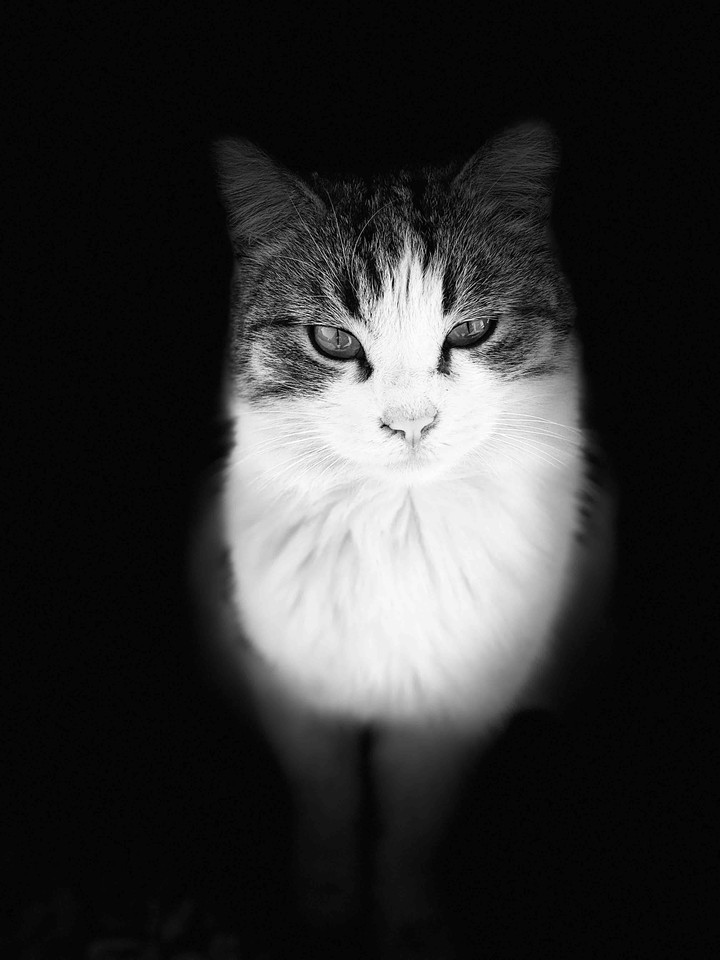 кошка в чёрном