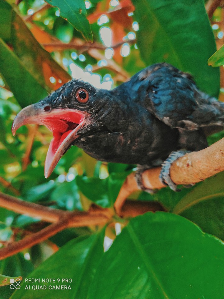 birds