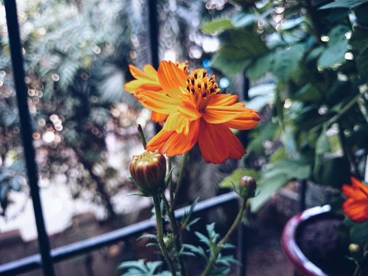 #morning #flower #colourful #2017 #nature