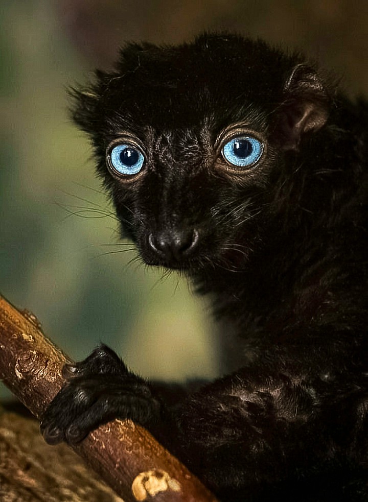 Rare Black Lemur