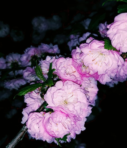sfondi lilac, floribunda
