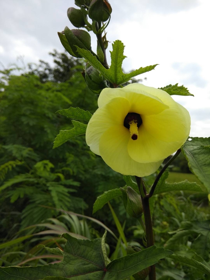 cute flower in my village