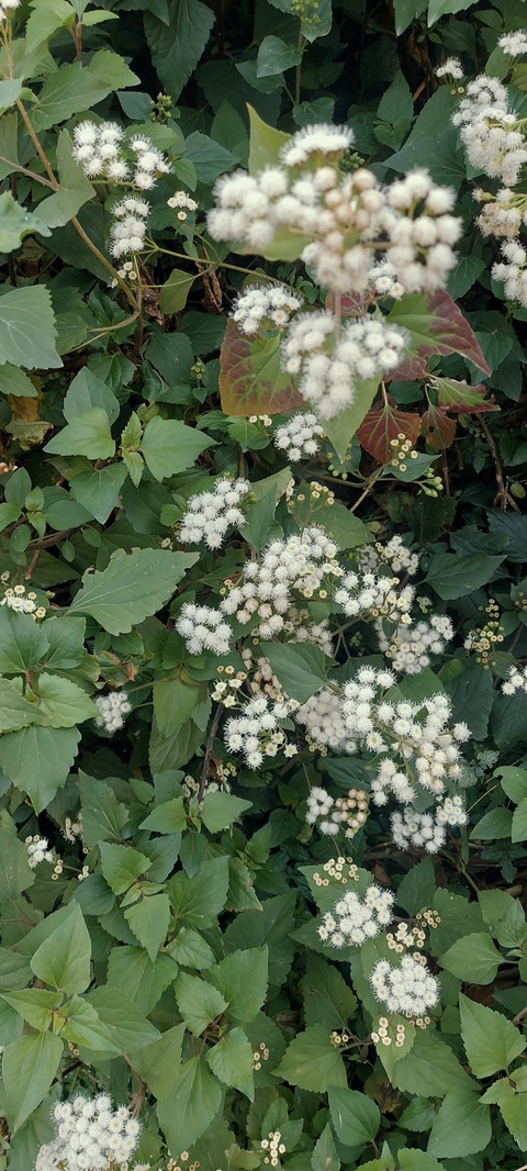 whiteflowers