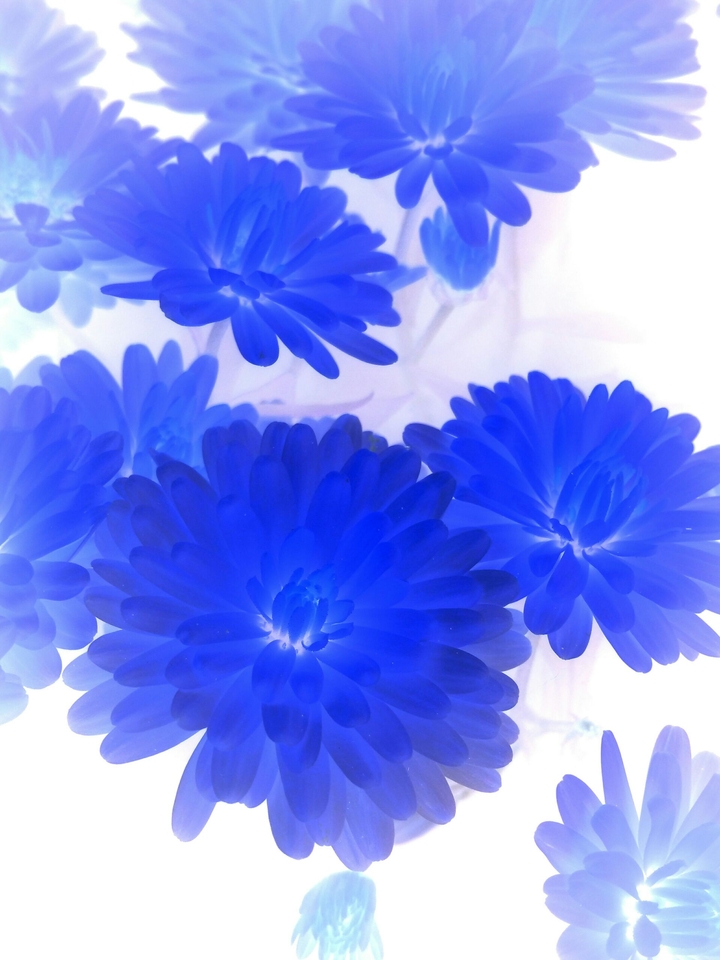 Flower...