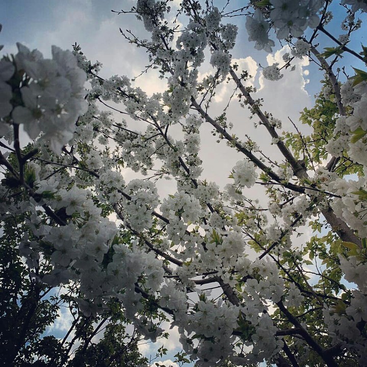 Spring in iran
