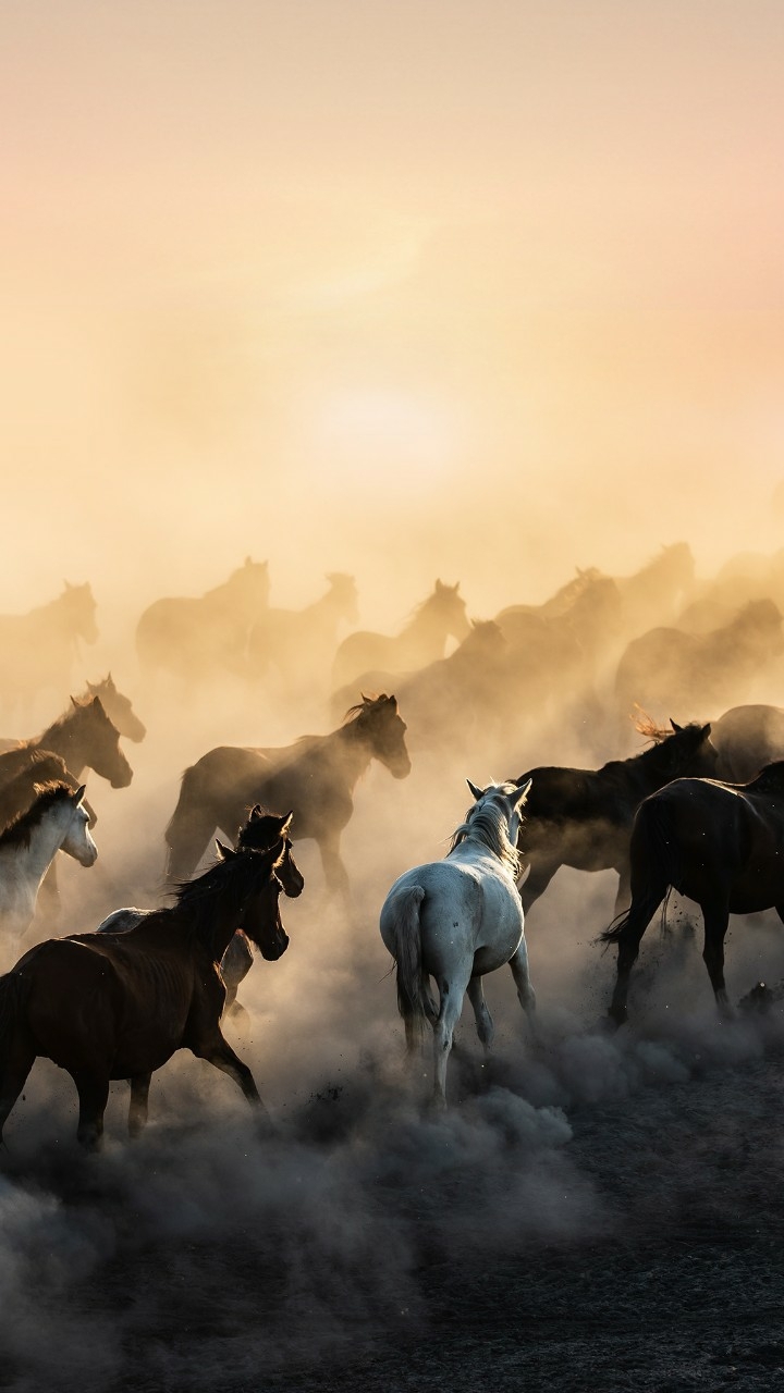 Horses