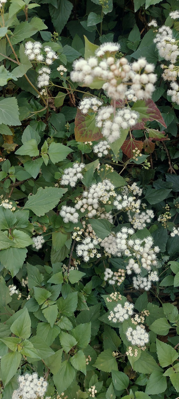 whiteflowers