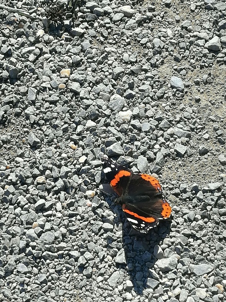 Butterfly of Way