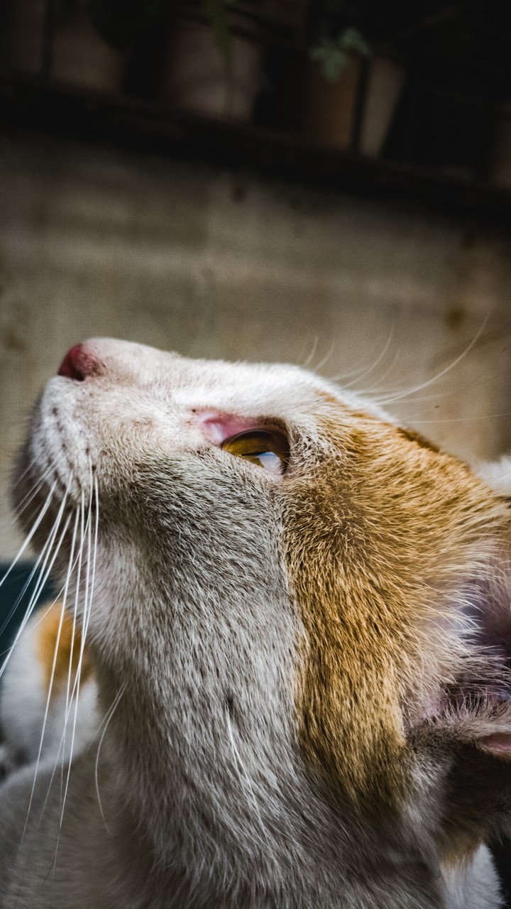 A pretty MEOW stuff